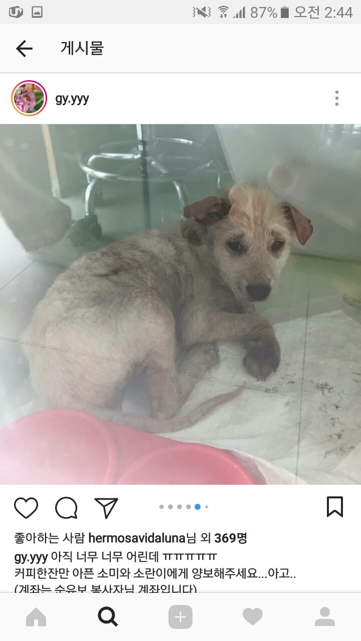 피부가 다 벗겨진 강아지 좀 도와주면 안될까? 소액후원도 정말 괜찮아 | 인스티즈