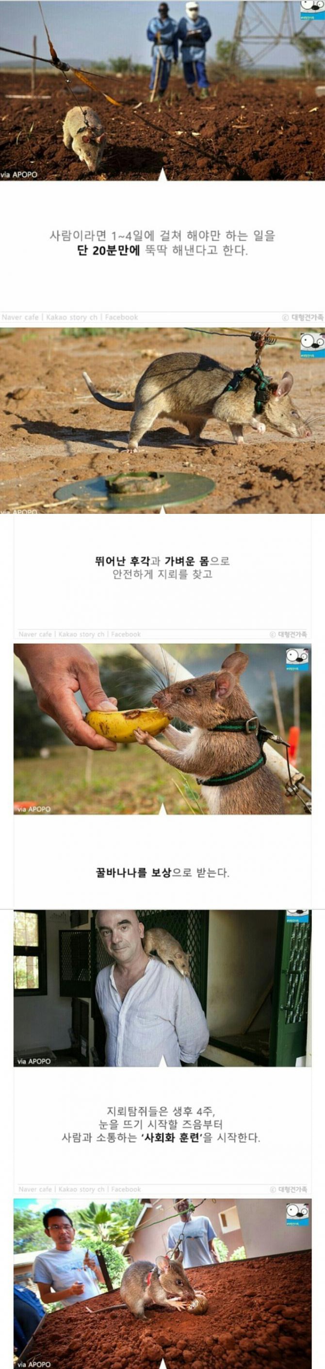 성공률100％ 사망률0％ 제거법 | 인스티즈