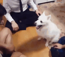 멍멍이랑 하이파이브하기....gif | 인스티즈