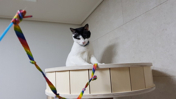  우리 이쁜 고양이 자랑 2 | 인스티즈