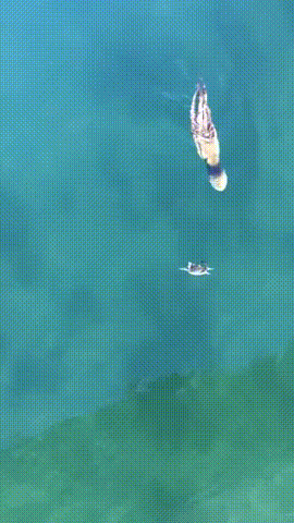 게 사냥하는 문어 | 인스티즈