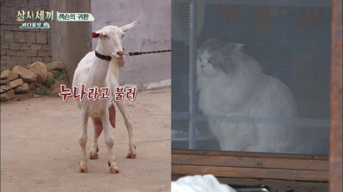 [삼시세끼] 처음 본 잭슨 때문에 놀라서 귱집사 팔 꼬옥 붙드는 고양이 쿵이.gif | 인스티즈