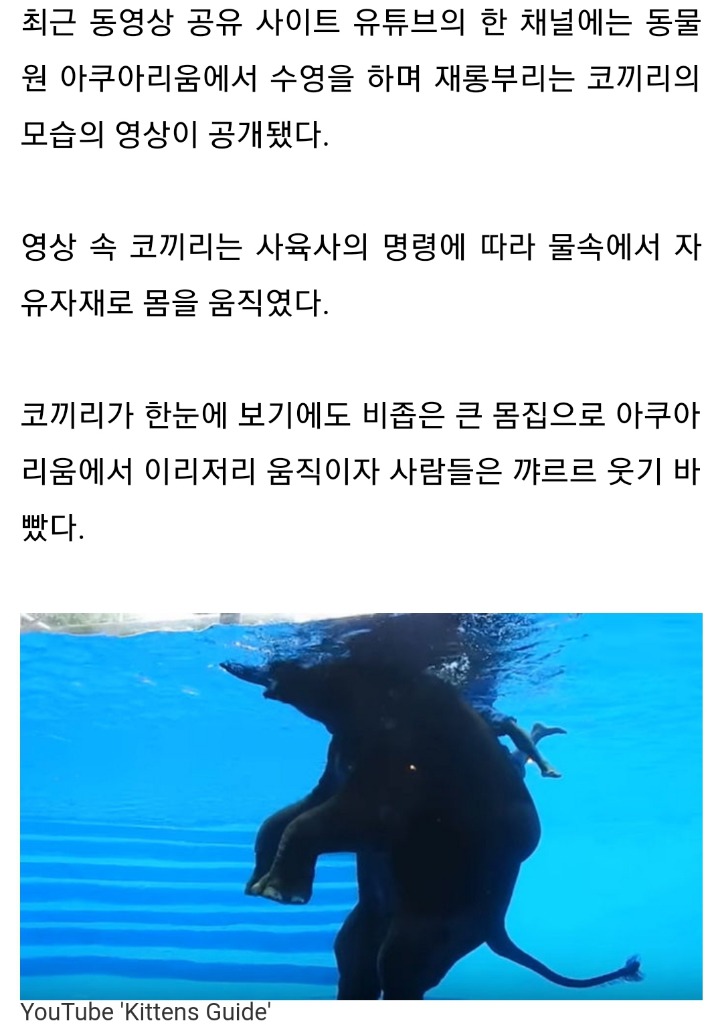 아쿠아리움에서 두 발로 걸으며 평생 재롱 부려야하는 '노예' 코끼리 | 인스티즈