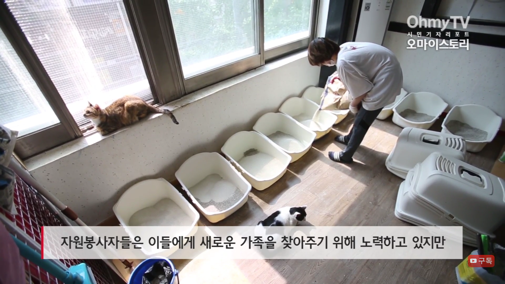 마산 애니멀 호더에게서 구조한 50여마리의 고양이들에게 손길을 내밀어주세요! 곧 쉼터가 폐쇄되어 아이들이 갈 곳이 없습니다 | 인스티즈