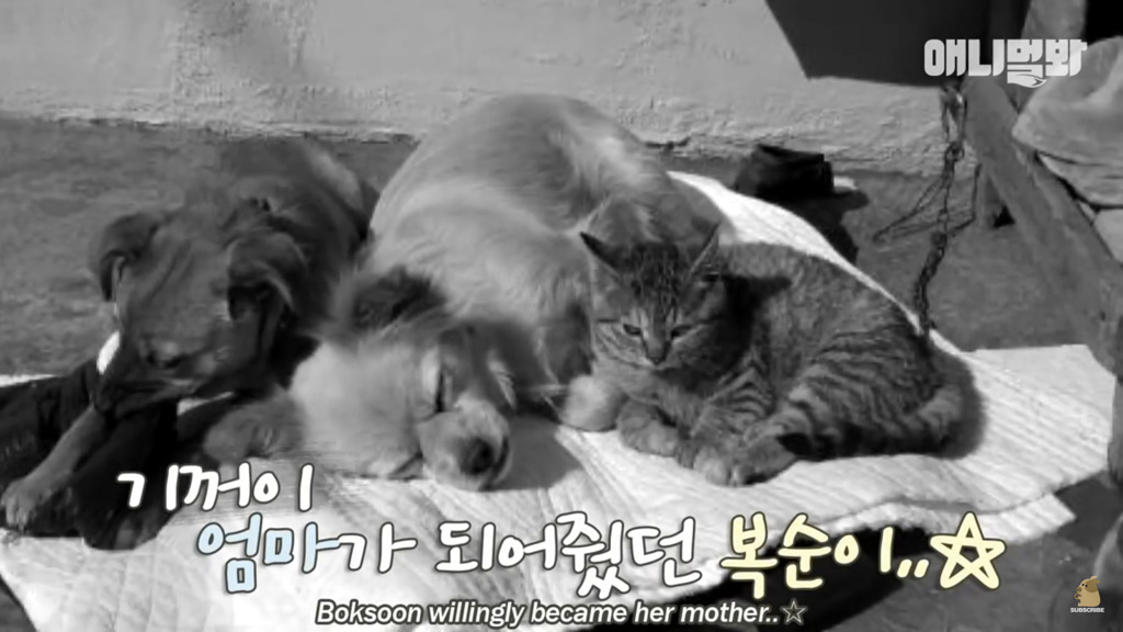 아기 고양이를 능숙하게 키우는 강아지의 사연은? | 인스티즈