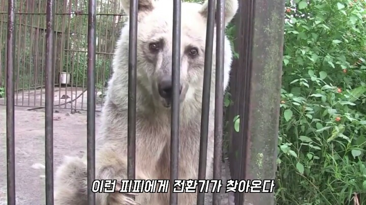 30년간 학대받은 곰 자연으로 돌아간 후 놀라운 변화 | 인스티즈