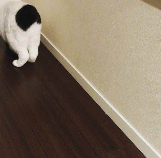 궁디가 까만 고양이 | 인스티즈
