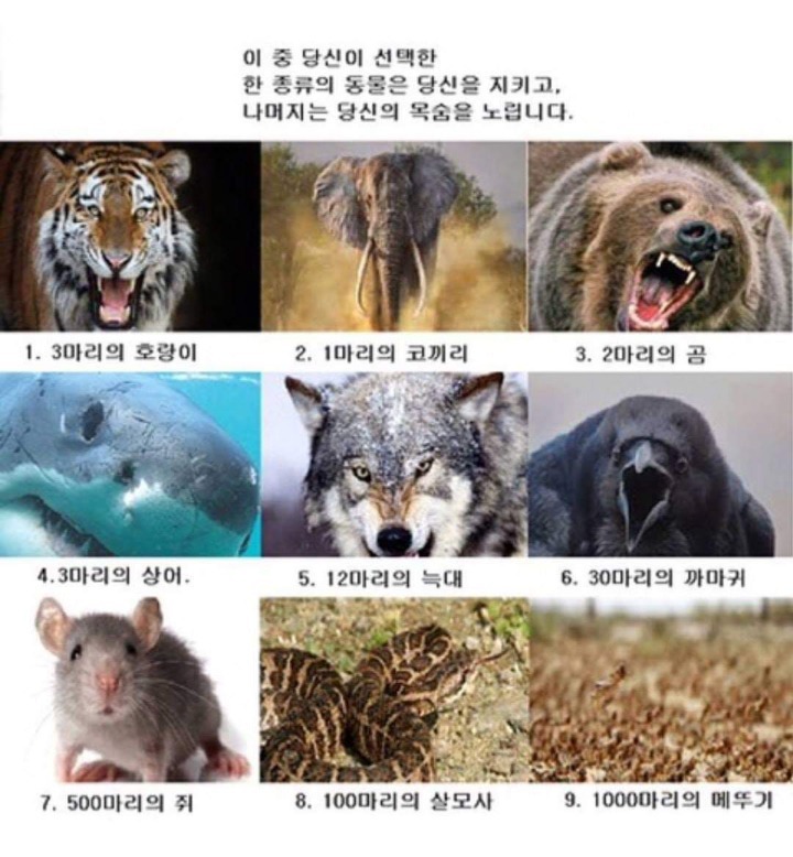 이 중 당신이 선택한 한종류의 동물은 당신을 지키고 나머지는 당신의 목숨을 노립니다 | 인스티즈