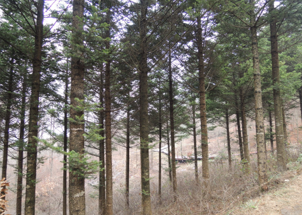 지리산 유아숲체험원 이미지