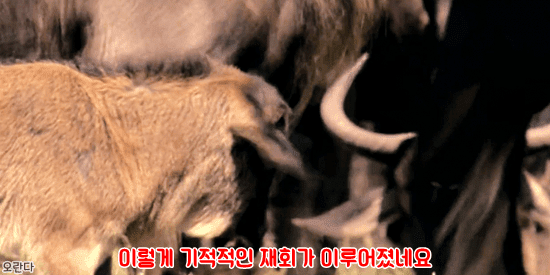 야생에서 일어난 기적적인 재회 | 인스티즈