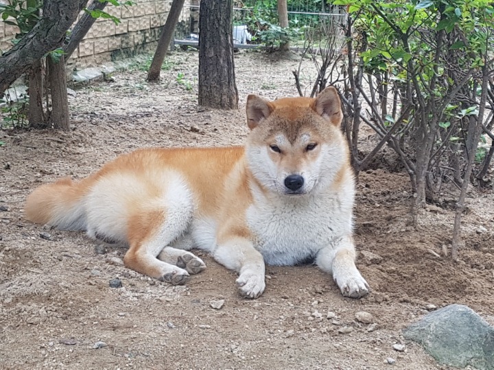 도야지 이미지