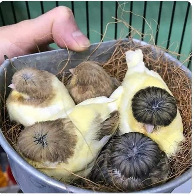 털이 풍성한 새.jpg | 인스티즈