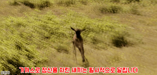 야생에서 일어난 기적적인 재회 | 인스티즈