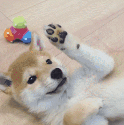 댕댕이랑 하이파이브 하기.gif | 인스티즈