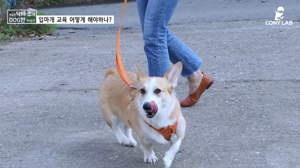 [영상] 강아지에게 거부감 안들게 입마개 교육하는 법! | 인스티즈