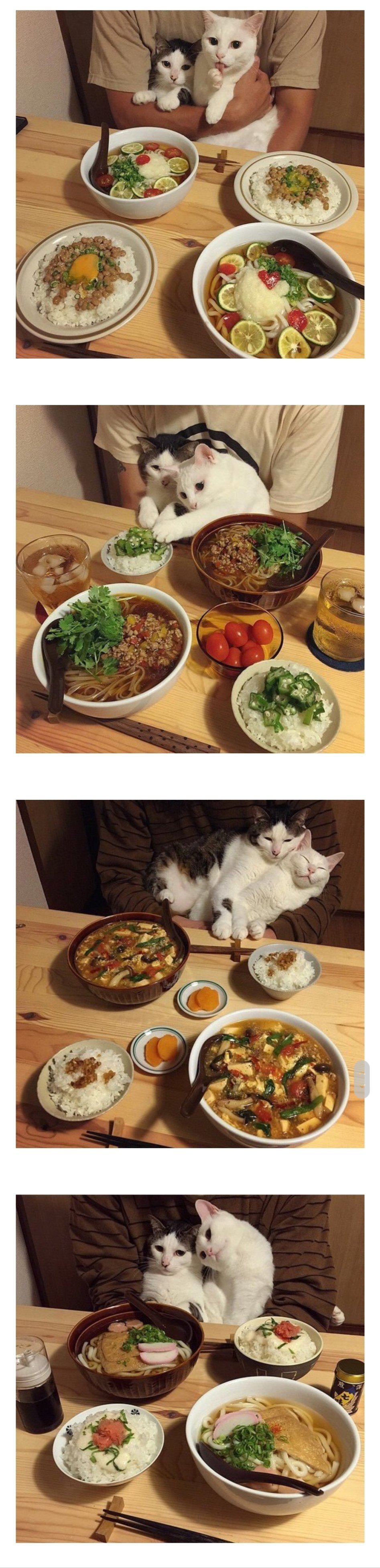 음식별 고양이 반응.jpg | 인스티즈