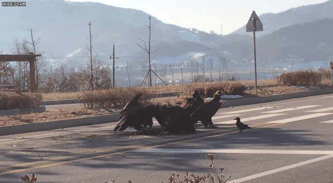 로드킬당한 동물 사체 먹는 독수리들 크기.jpg | 인스티즈