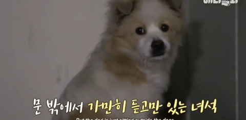 아파트 단지에서 만나는 사람마다 졸졸 따라 다니는 강아지의 사연 | 인스티즈