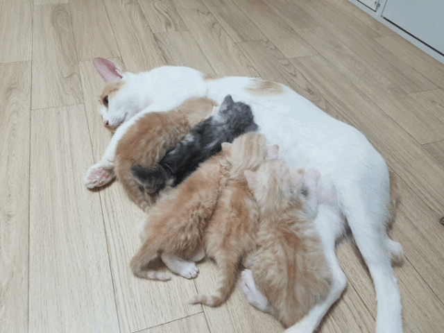 2주된 새끼 고양이(데이타주의) | 인스티즈