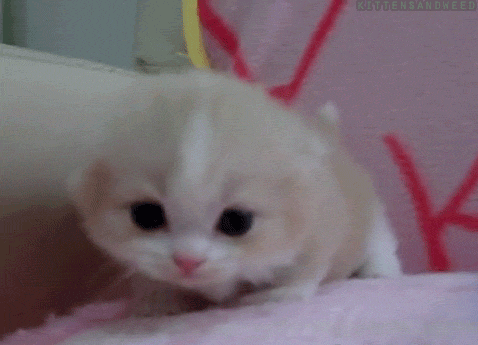 아니?! 세상에 동물말멀이 생겼다니?!! | 인스티즈