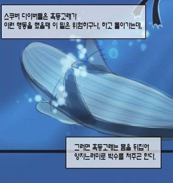 상어에게 먹힐뻔한 여성을 구해준 혹등고래찡 | 인스티즈