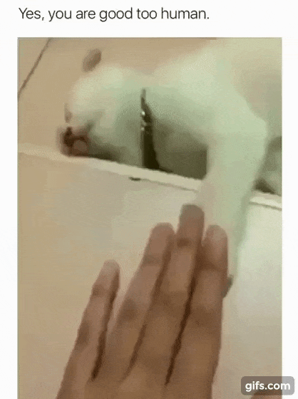넌 좋은 주인이야 | 인스티즈