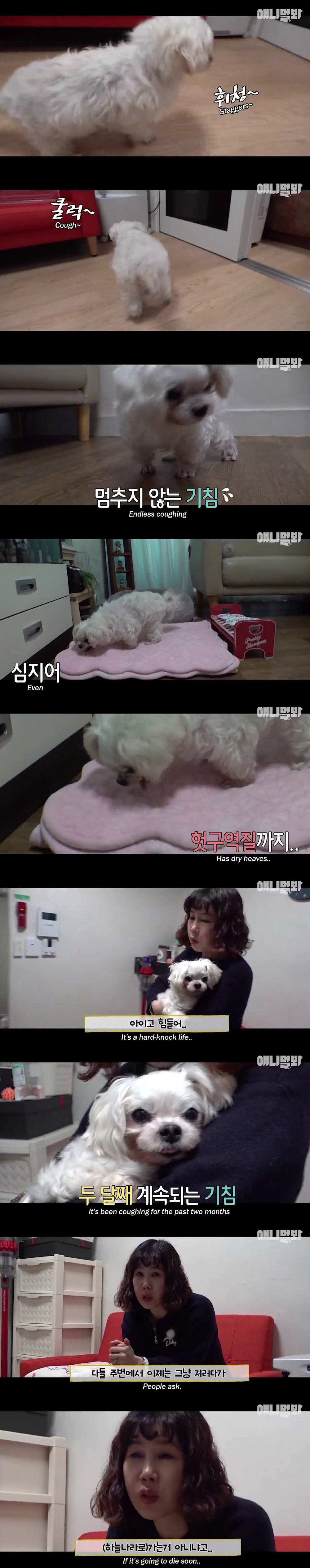 기침이 멎지 않는 개 다롱이 | 인스티즈