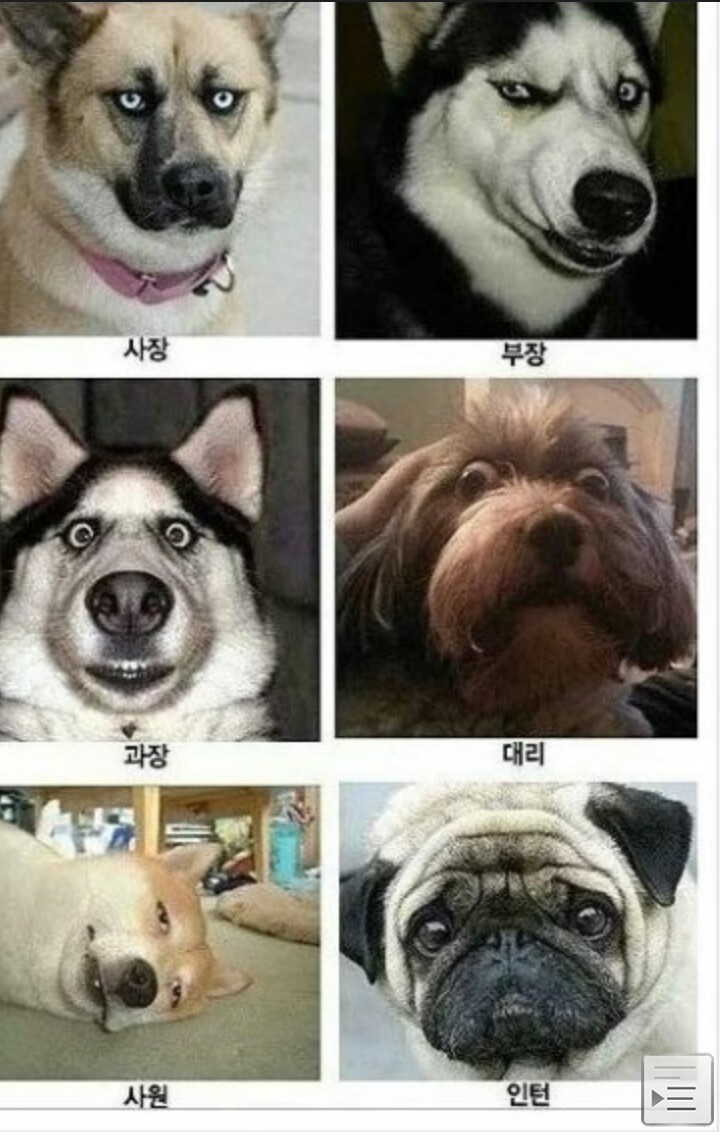 냥냥이회사vs댕댕이회사 | 인스티즈