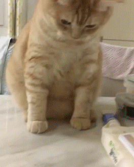 믿고 보는 냥이 운동신경.gif | 인스티즈