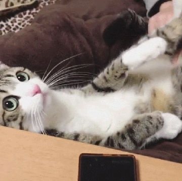 이름이 참새(すずめ)라는 사랑스런 고양이 | 인스티즈