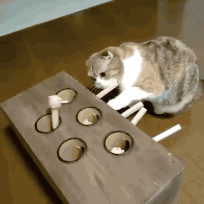 고양이 농락 | 인스티즈